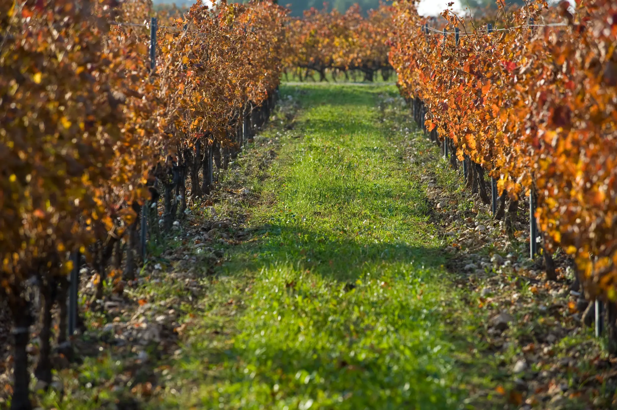 LE VIGNOBLE DE FONDRÈCHE