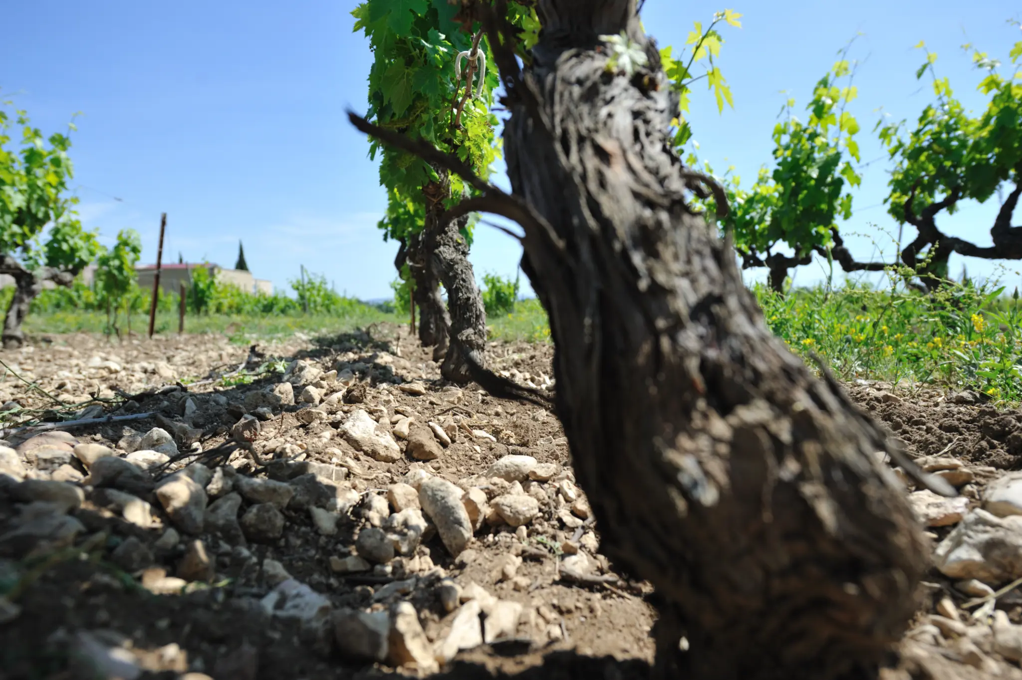 LA VITICULTURE À FONDRÈCHE